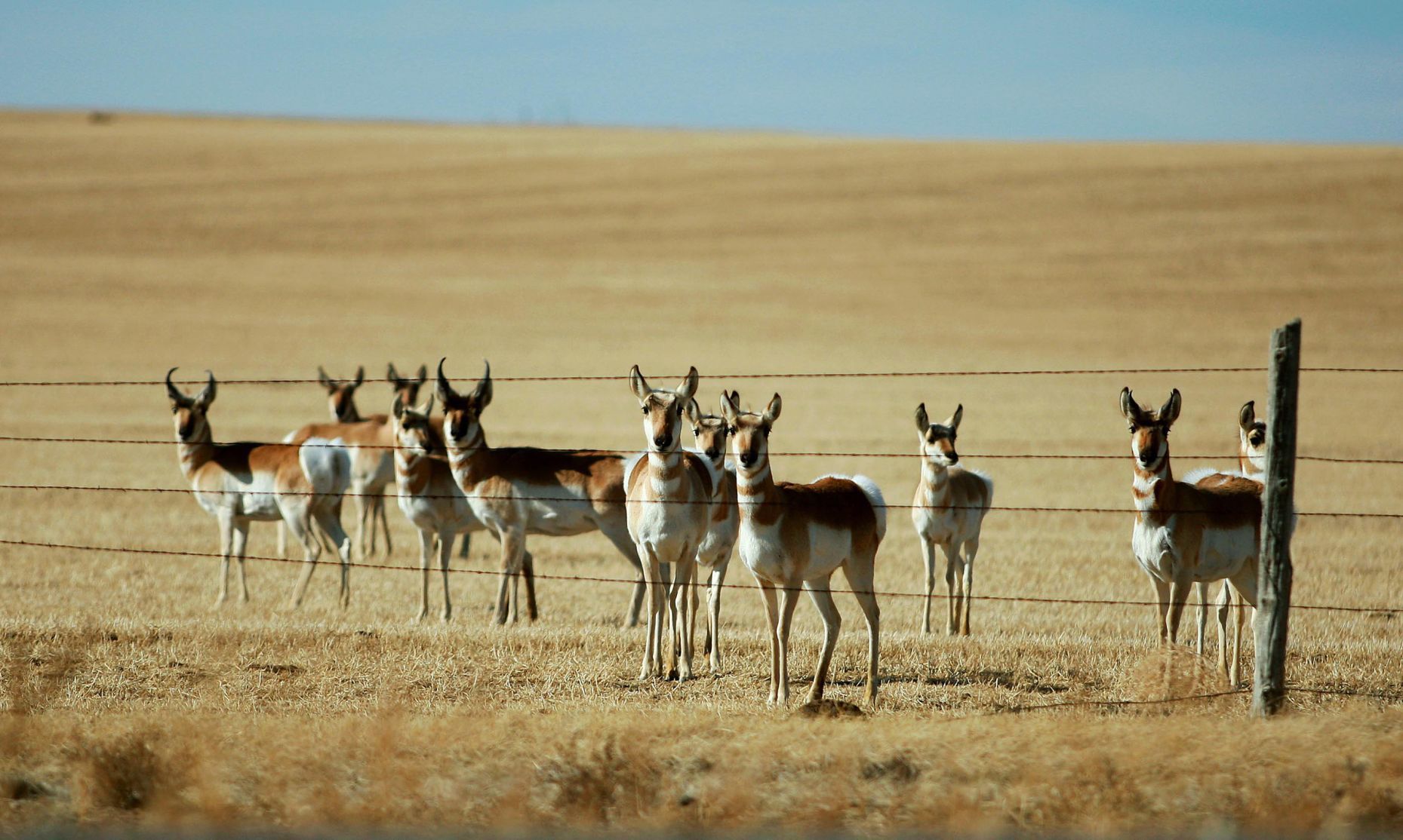The state's pronghorn-to-human ratio doesn't shock you